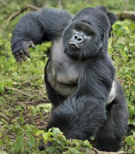 世界上没有天敌的十大动物,十大没有天敌的动物排行榜