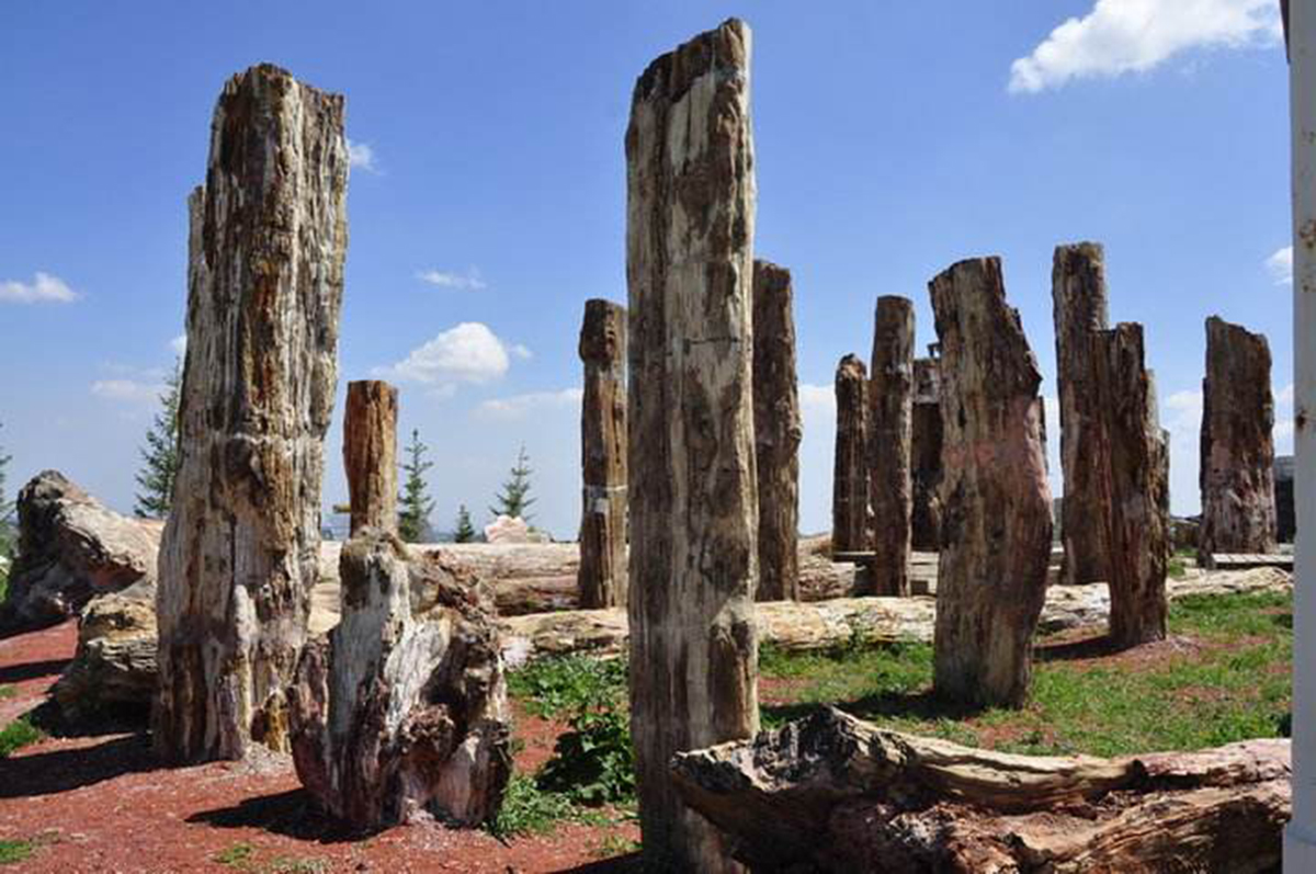 一亿年前的硅化木图片,硅化木是不是树化石