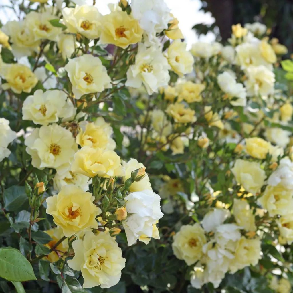 比较鲜又好养的月季品种,最值得养的大花浓香月季品种