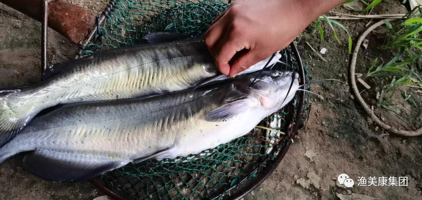 叉尾鮰鱼养殖出现的问题,叉尾鮰养殖成本与前景