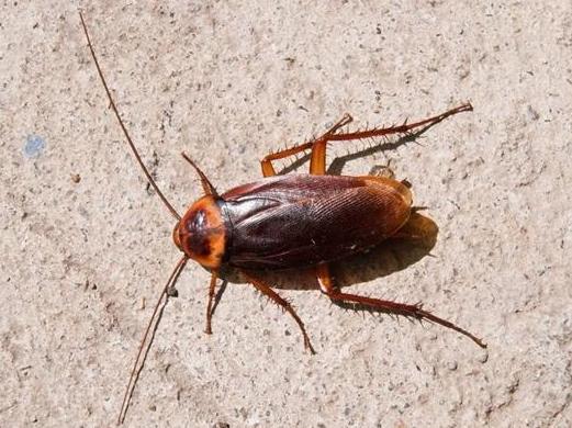 被杀虫剂杀死的蟑螂会生小蟑螂吗,蟑螂杀虫剂可以杀死蟑螂卵吗