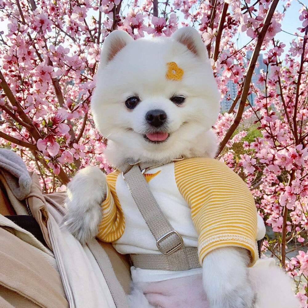 博美犬的饲养常识有哪些,博美犬优缺点有哪些表现