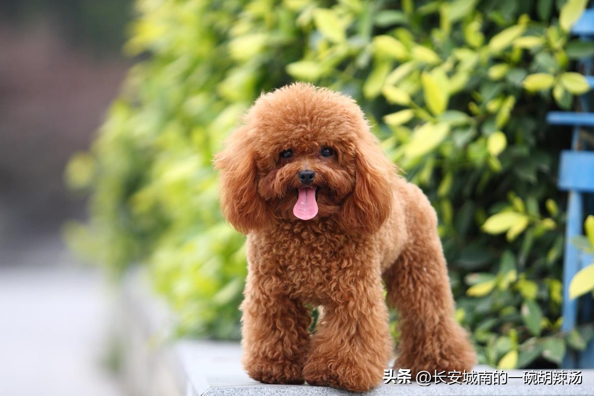 100种名犬价格,世界名犬排名前100图巴哥犬