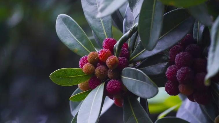 四种蔬菜水果含寄生虫,寄生虫特别多的三种水果