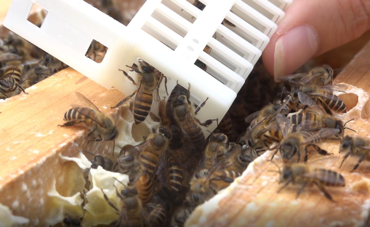 蜜蜂养殖注意事项及禁忌是什么,蜜蜂养殖要注意事项和方法是什么