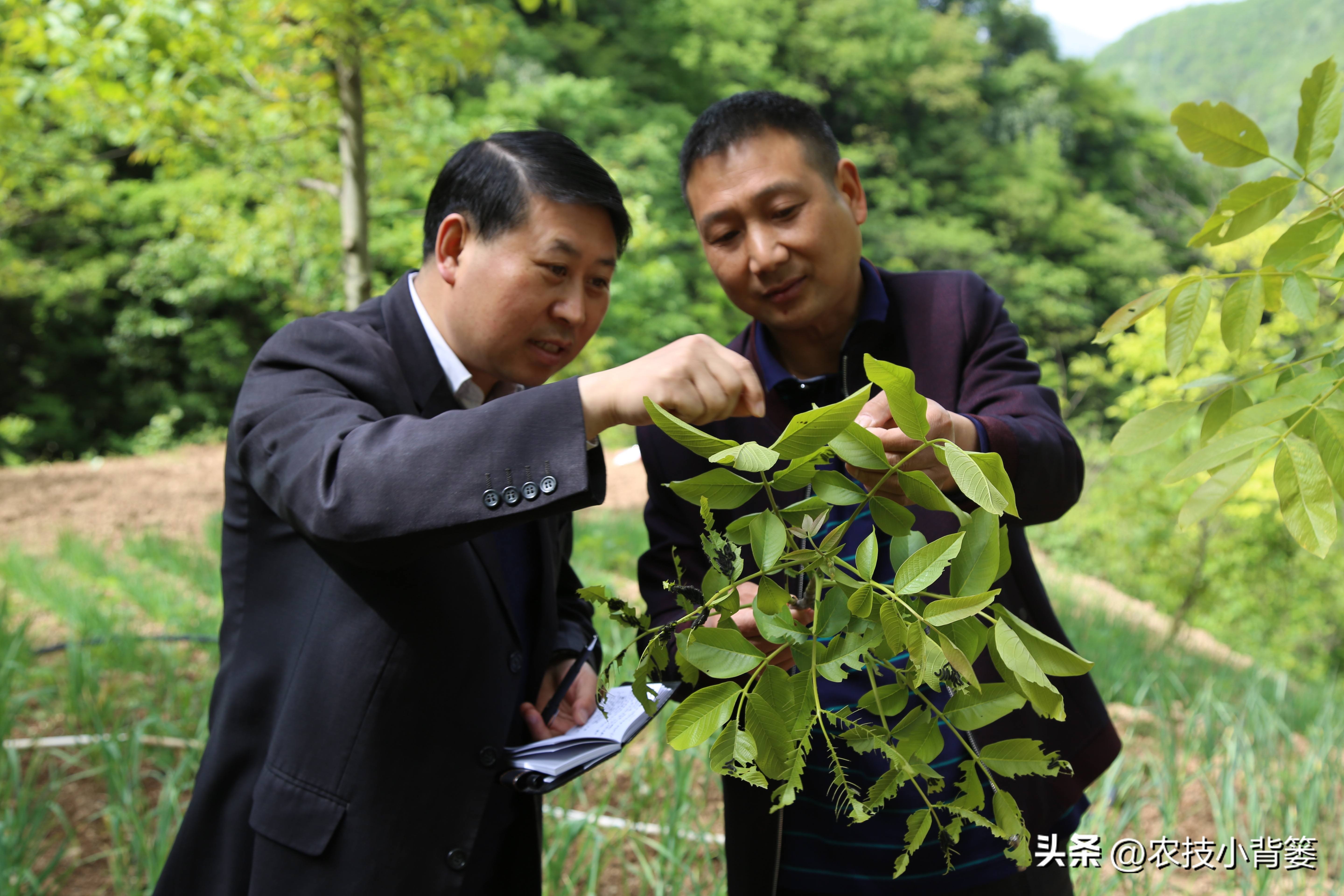 粉虱虫打什么农药,粉虱要用什么农药才能消灭