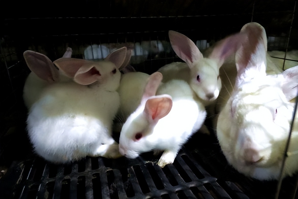 养殖种兔发家致富路,特色兔养殖走上致富路