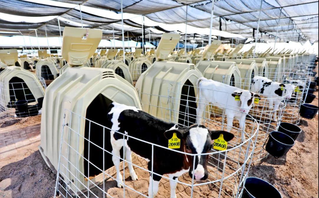 奶牛养殖场建设的标准是,奶牛养殖小区管理