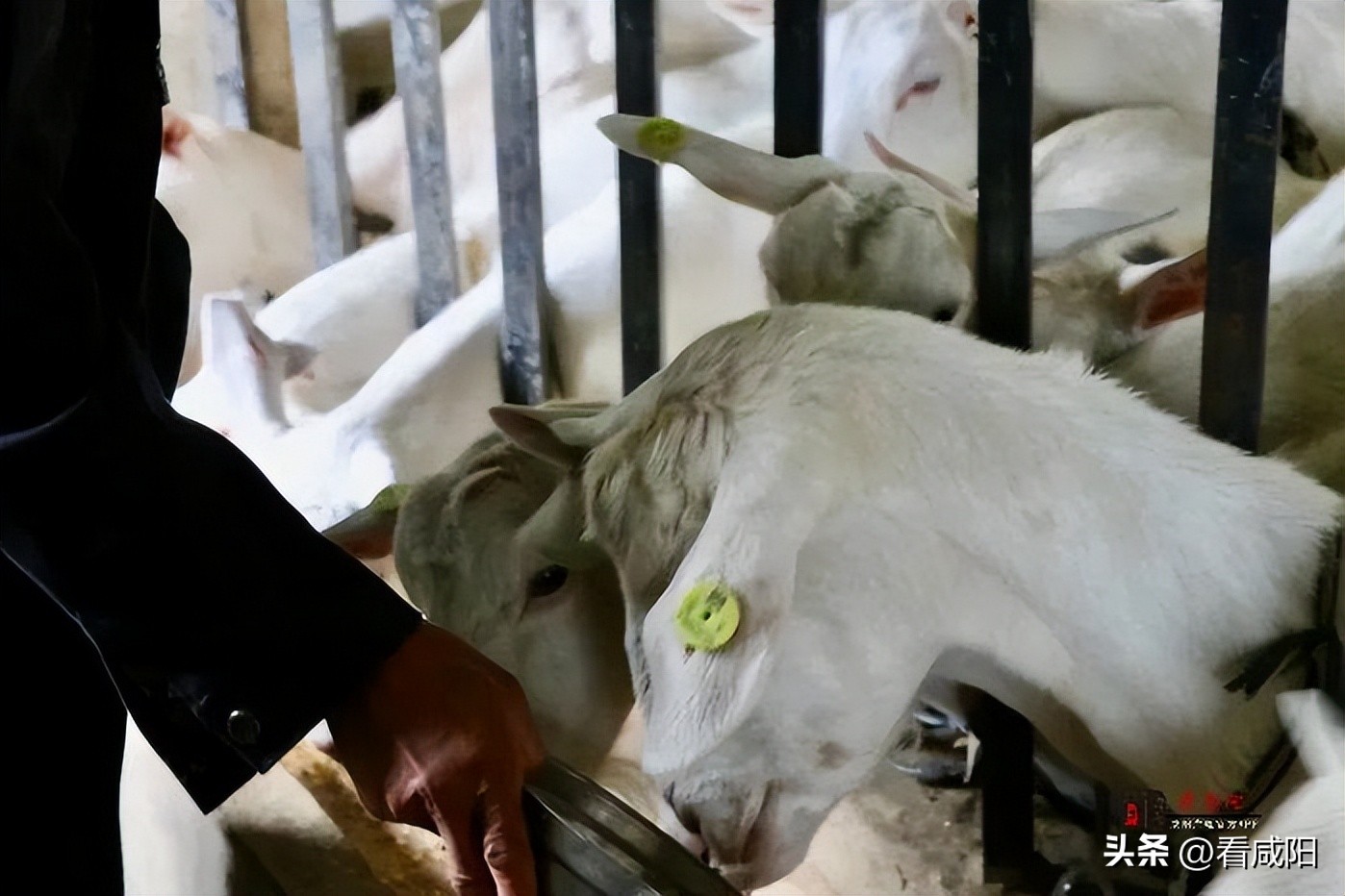 奶山羊养殖致富,奶山羊致富成了新选择