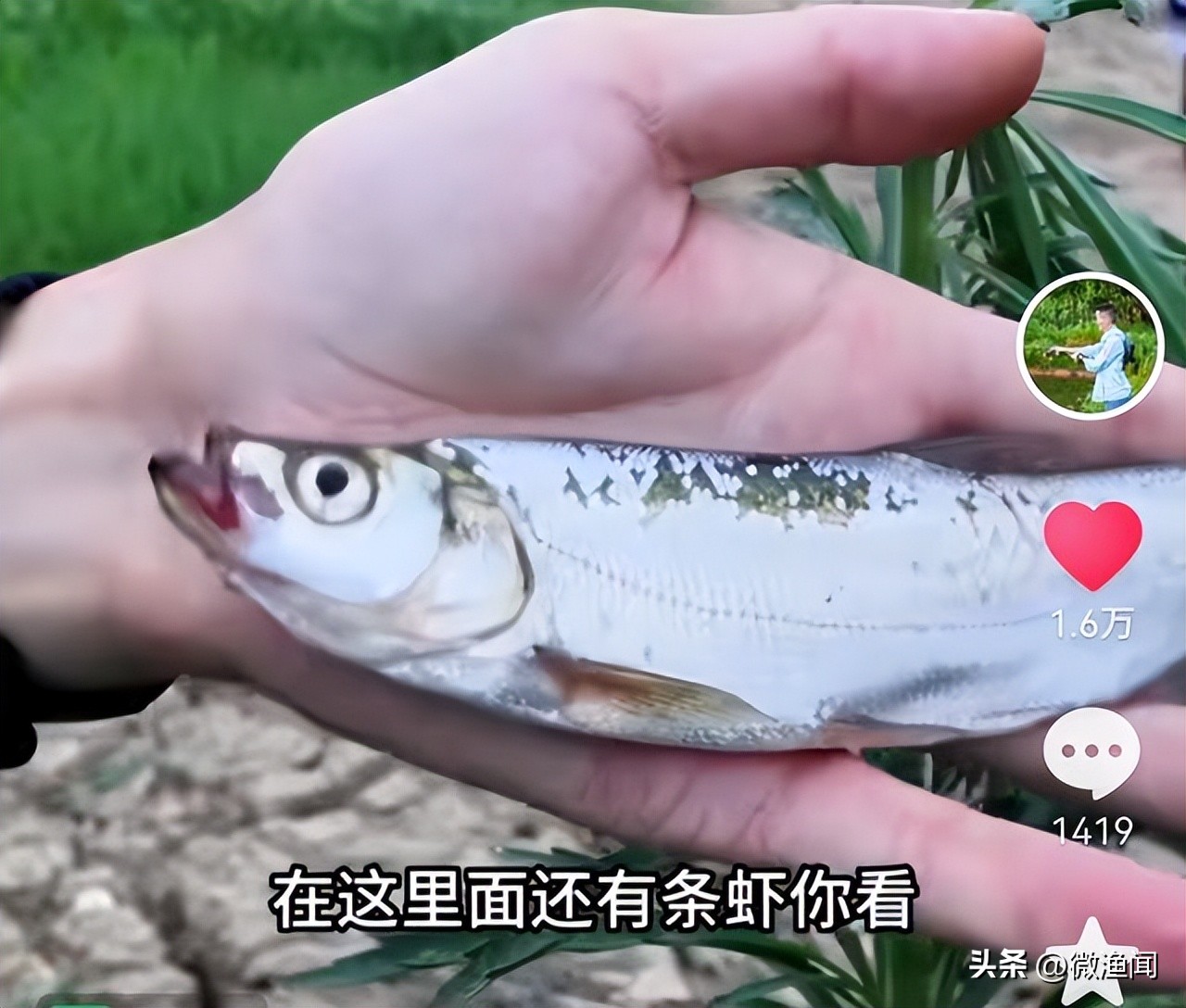 敌敌畏抓虾钓翘嘴,撒敌敌畏钓翘嘴