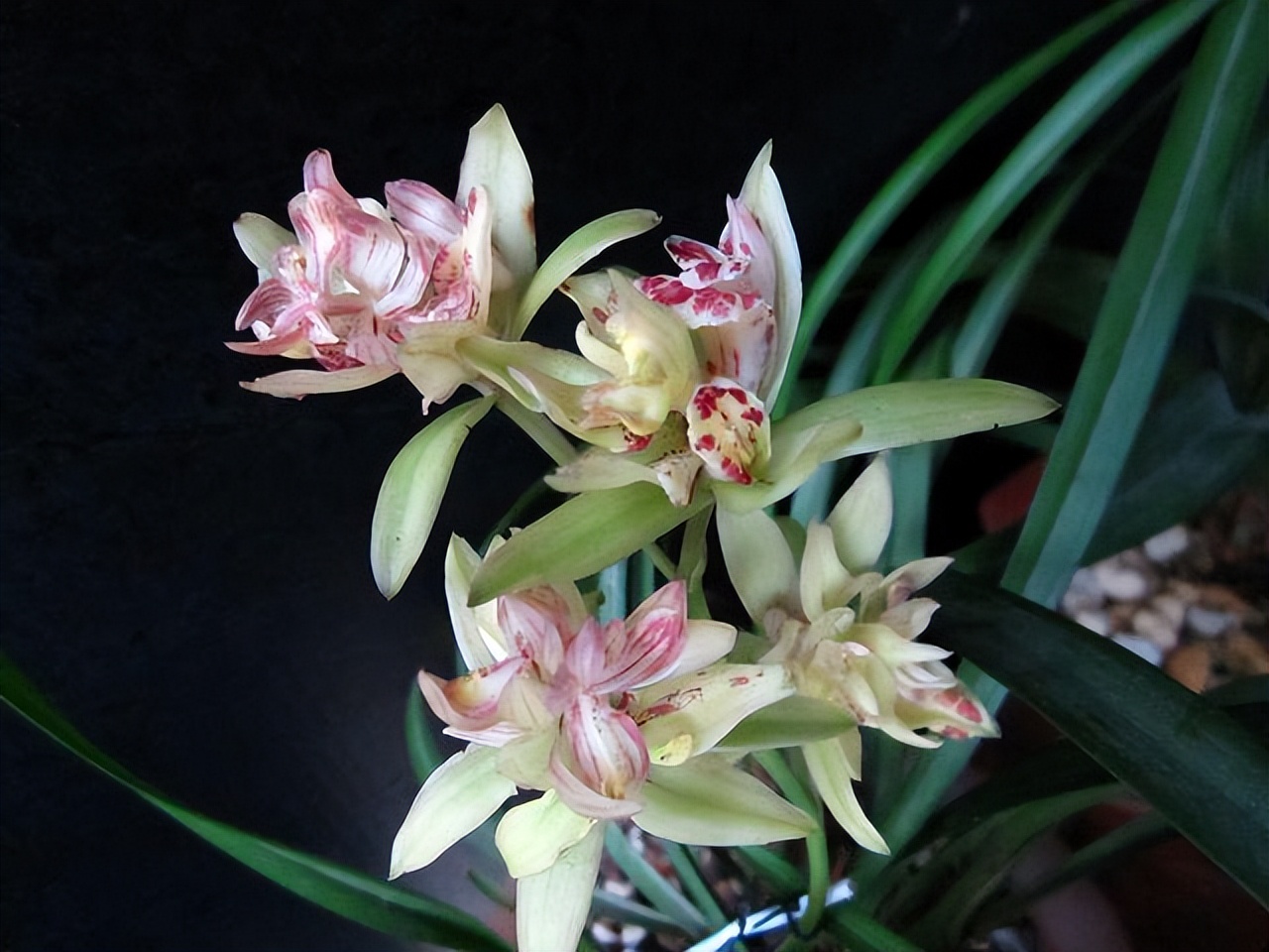 建兰富山奇蝶花苞多久能长大,建兰富山奇蝶兰花花期