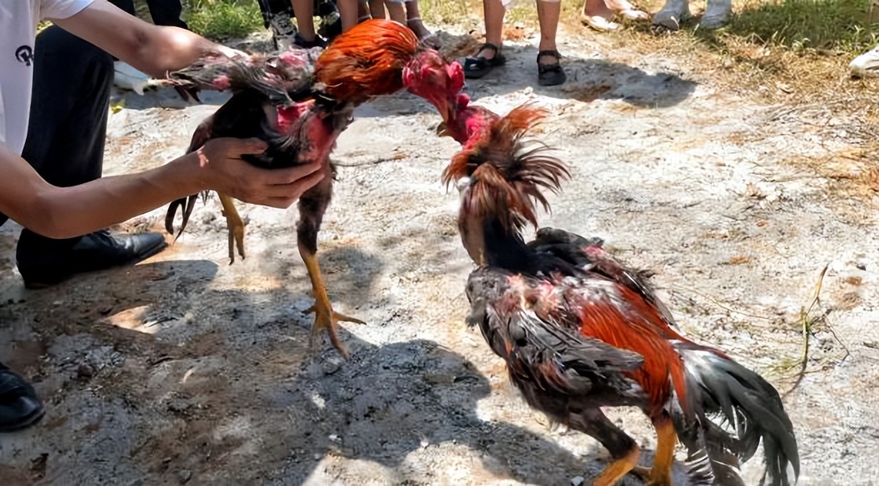 端午假期光明活动超精彩！音乐live、摘荔枝、包粽子……等你解锁！