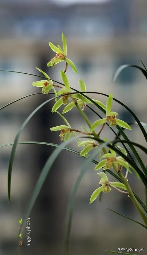 蕙质兰心指的是什么,蕙质兰心对应的成语