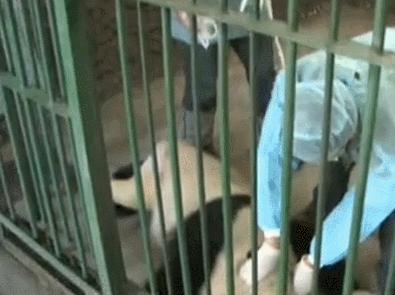盘点网红大熊猫搞笑场面,大熊猫一摔成名