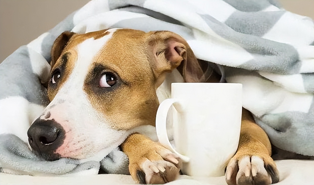 狗狗拉黑色的稀便严重吗,狗狗拉黑色的稀屎怎么回事