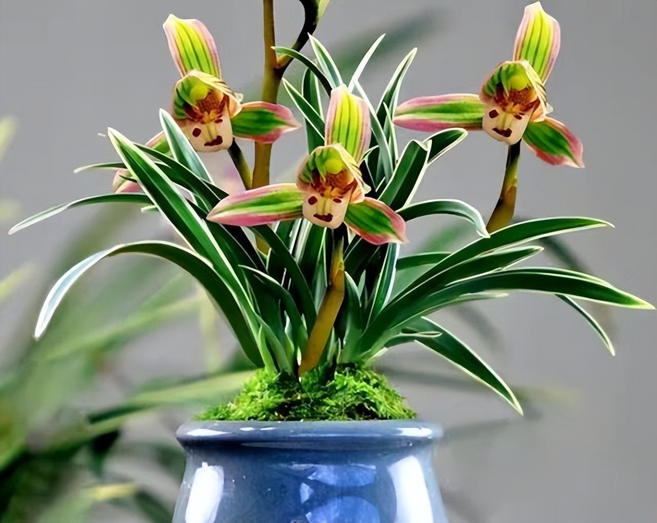 好养又香又便宜的金边兰花品种,顶级矮种金边兰花