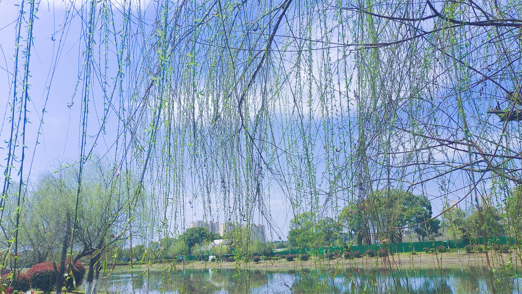 美丽吉安之风光系列：春天的柳树婀娜多姿美丽动人