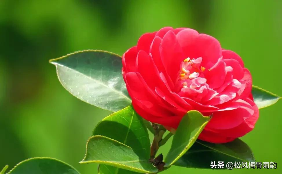 早安心语淡定从容悠然自得,简简单单平平淡淡的早安心语