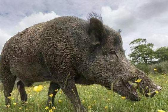 遇到野猪装死有用吗,遇到野猪需要装死吗