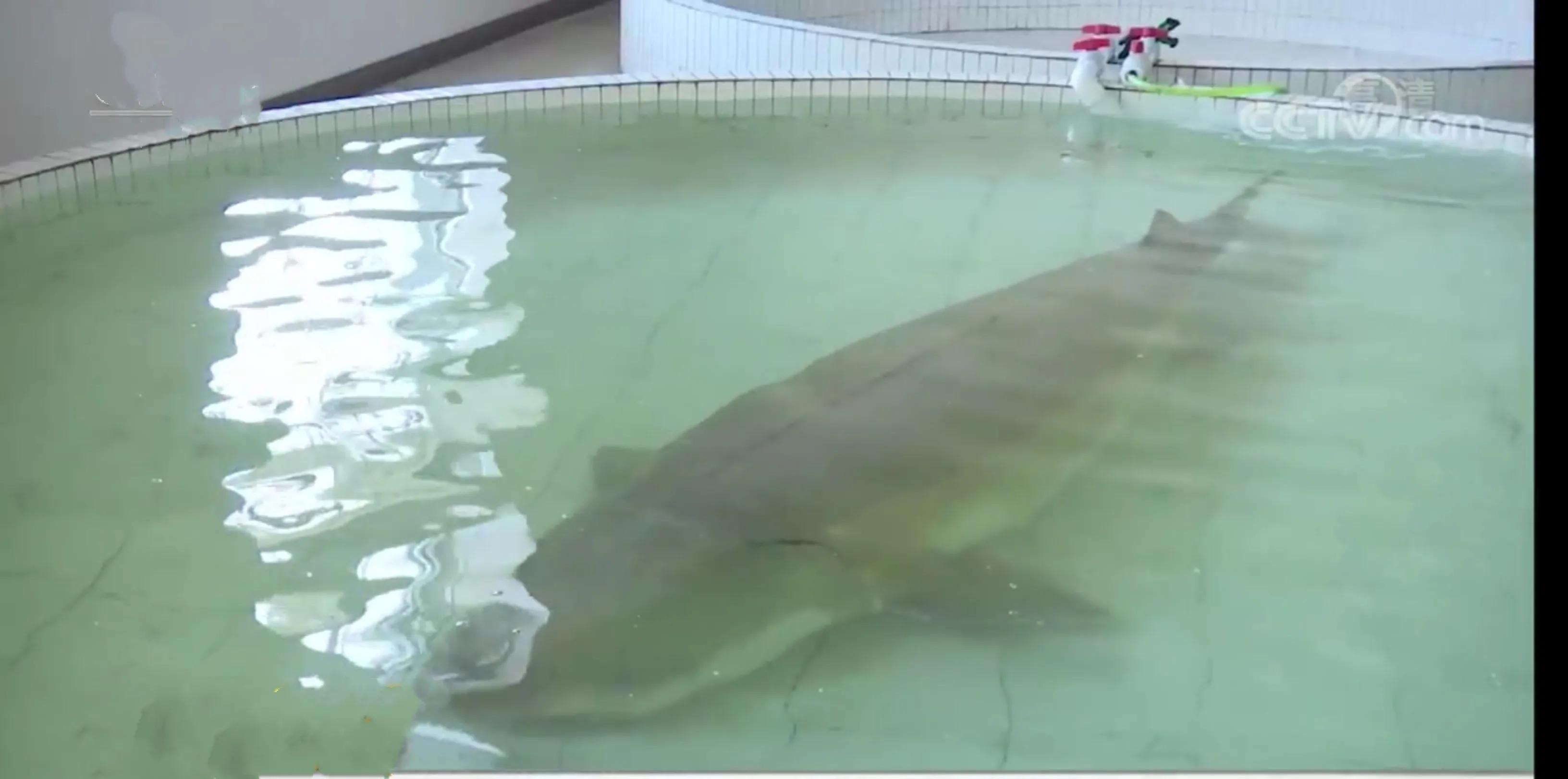 渔民误捕“海猪”果断放生,黑龙江渔民捕获300斤重大鱼放生