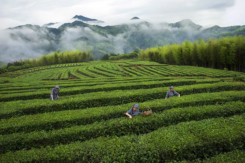 泰顺茶叶品牌大全,泰顺茶叶排名前十位品牌
