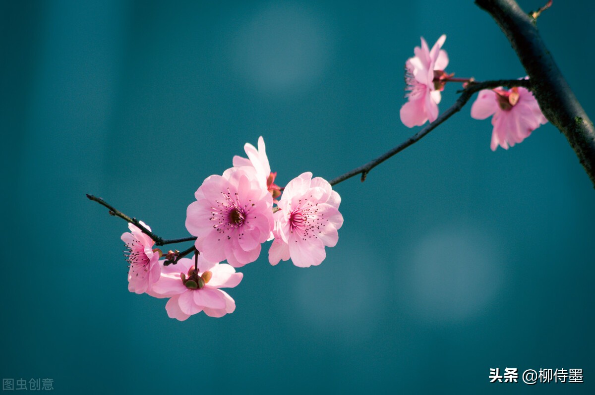 拍摄梅花多重曝光的技巧,拍摄梅花用什么镜头最好