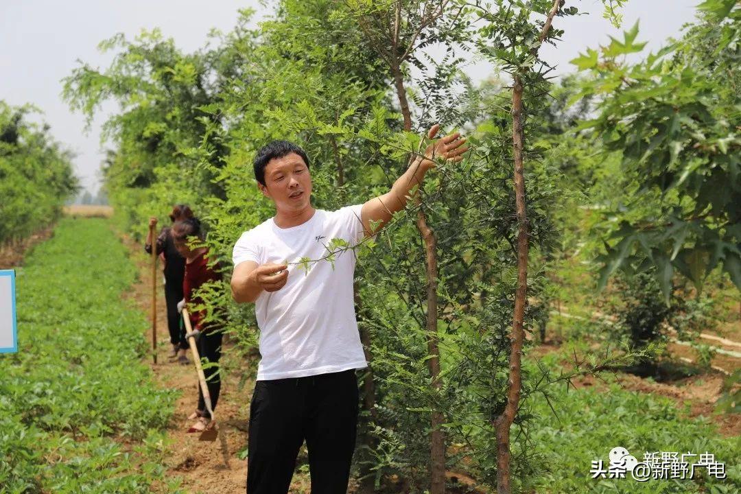 新野县王集中药种植,新野县施庵镇中药材种植