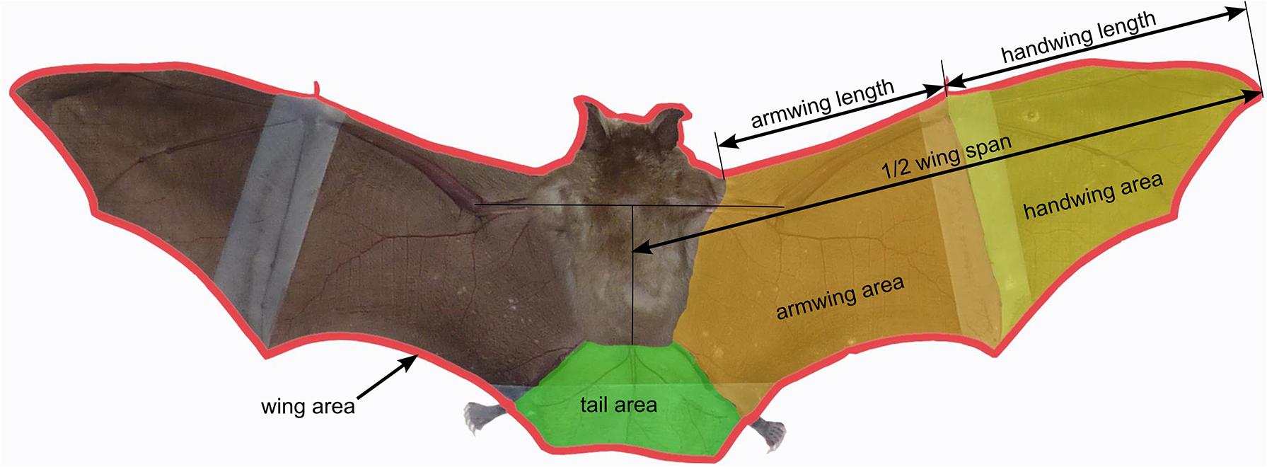 天空出现蝙蝠被挂空中,一蝙蝠疑似被挂在半空中