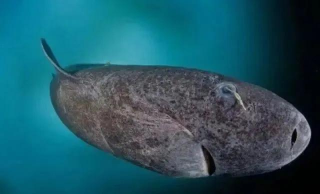 17张你没见过的图片太震撼了,67张罕见的照片颠覆你的世界