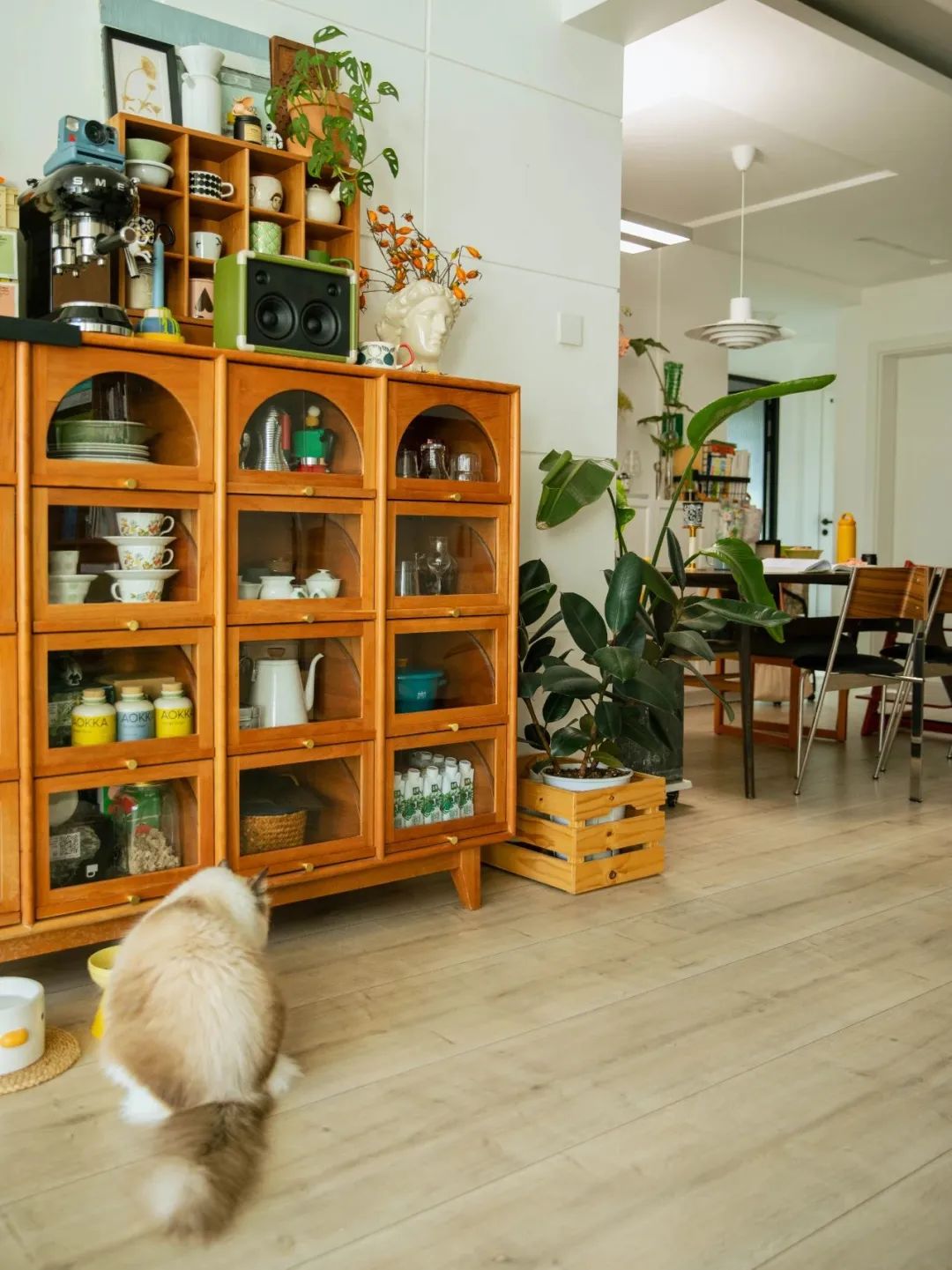 90后妈妈花3年时间,在北京打造室内“小森林”,满屋绿意