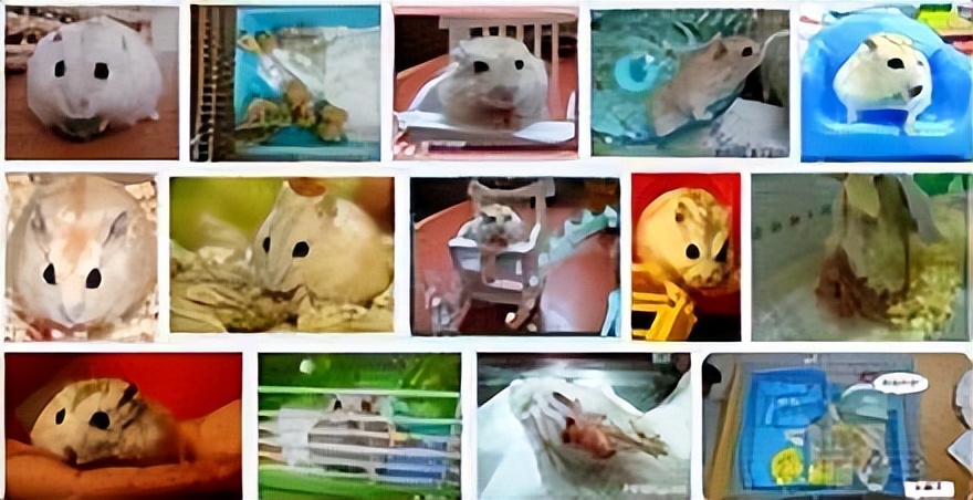 布丁鼠成长全过程,布丁鼠容易上手吗