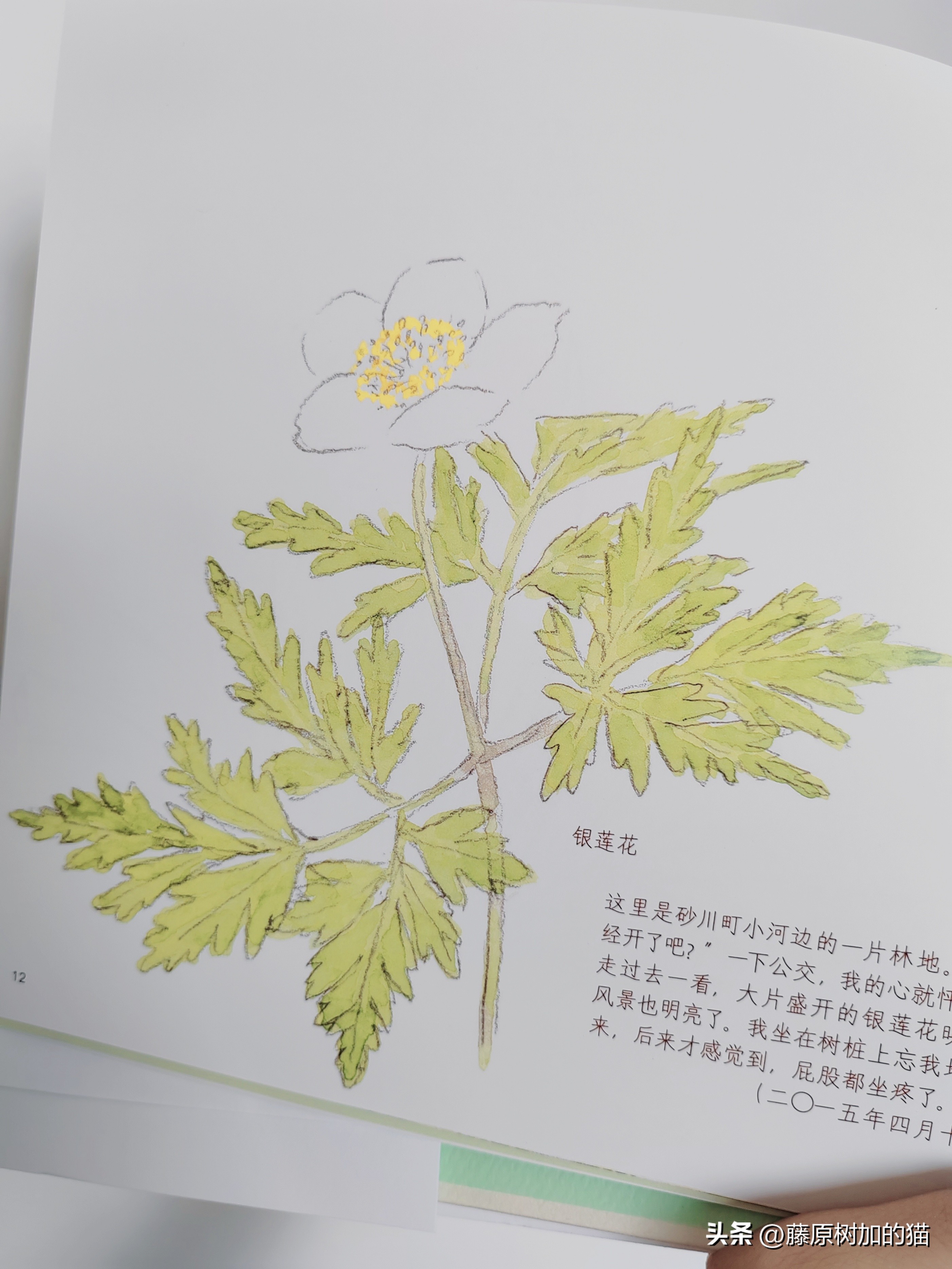 宫崎骏漫画里的龙猫原型 (宫崎骏龙猫一家图片)