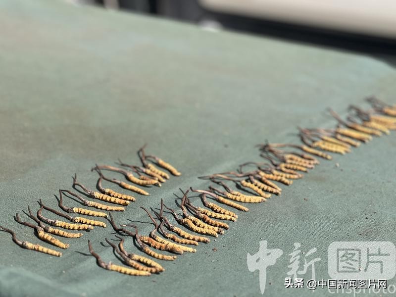 青海冬虫夏草2023价目表,青海冬虫夏草的价格表