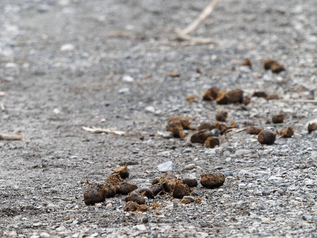 类似人粪便的特殊中药,与粪便有关的中药