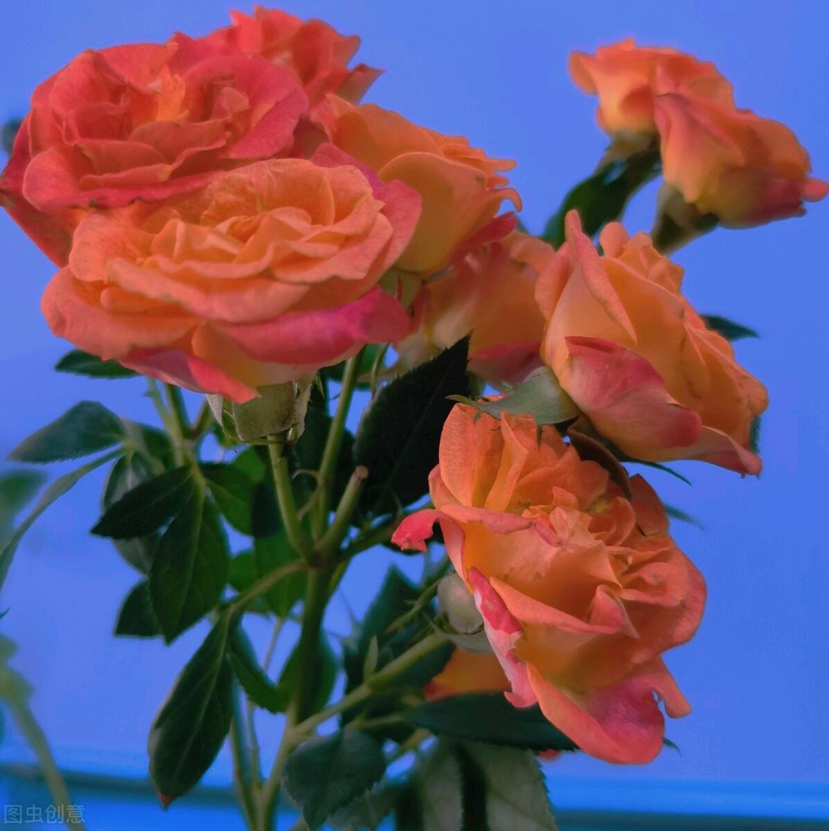 一花一深爱，花海美蓝天，花艳醉*光春**，花笑荡柔情，人间如仙境