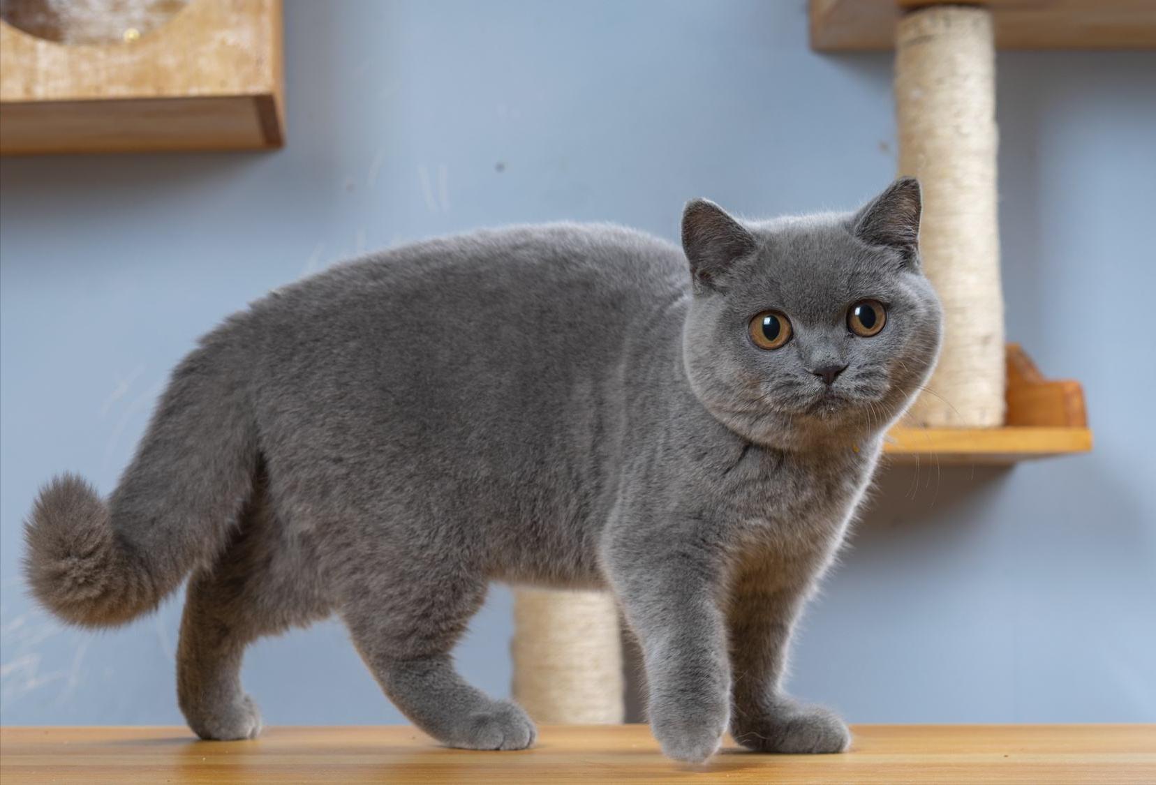 买英短要注意什么,英短猫怎么辨别