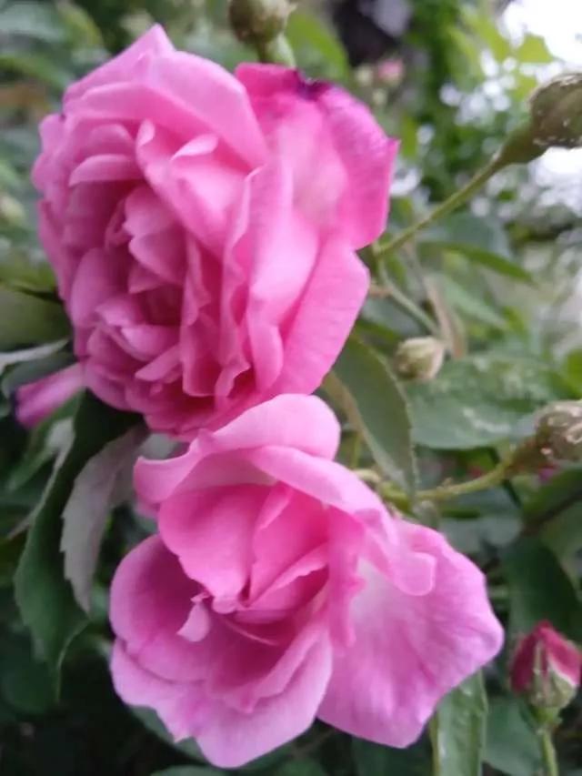 想要拥有自己的一间花店,好想拥有这样的一间花店