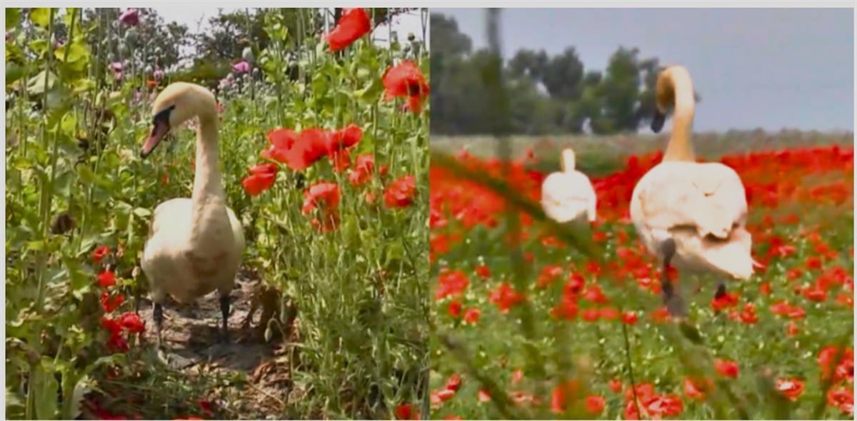 天鹅把*粟罂**当油菜吸嗨了，狗舔癞蛤蟆上瘾，动物吸毒有什么后果？