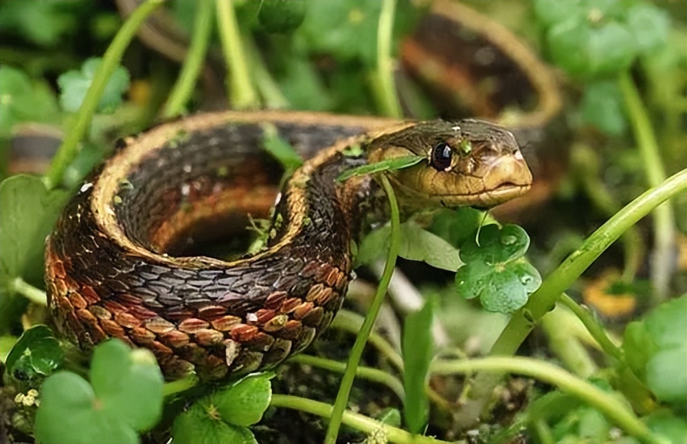 为什么打蛇要打七寸,打蛇七寸的七寸是指哪里