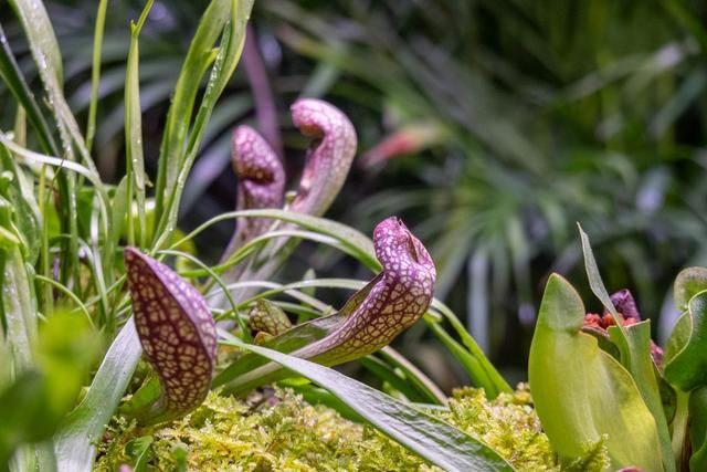 广州白云山风景区出现蛇,广州哪个景区好多蛇