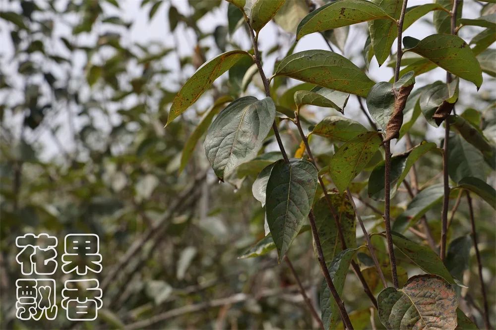 老农告诉大家农作物种植,农资人对农户的忠告