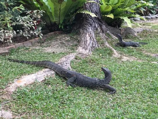 唾液含剧毒的五爪金龙现身云南,云南现两种极危物种五爪金龙