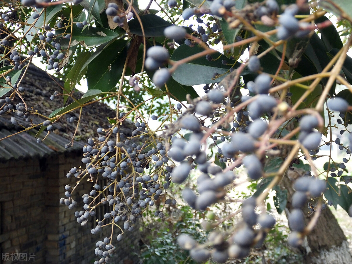 兽药知识兽药分类及药理配伍,兽药常识