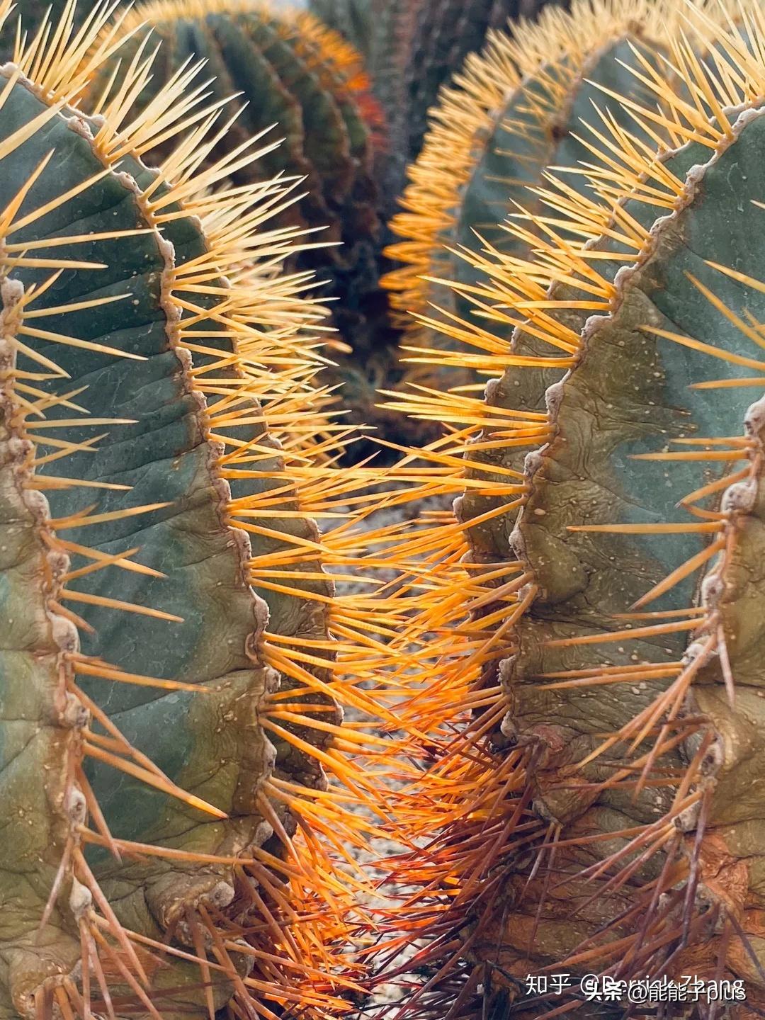 iphone12相机美颜怎么开,iphonex相机最佳设置