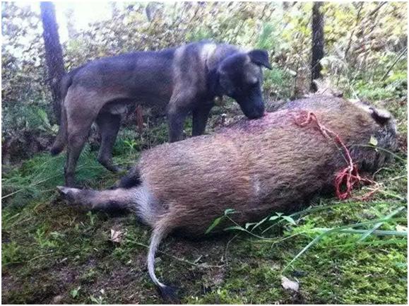 大型狼群围攻黑熊的真实视频,大凉山撵山狗抓野猪