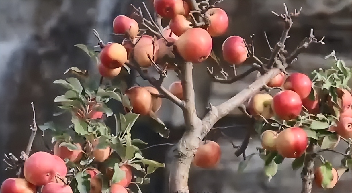 河北大叔遇天降横财，把各种水果种在花盆里，最贵一盆卖到几万元