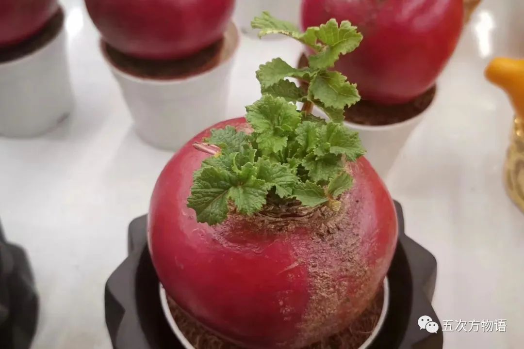 萝卜的这个小知识你知道了吗 (关于萝卜的百科知识有哪些)