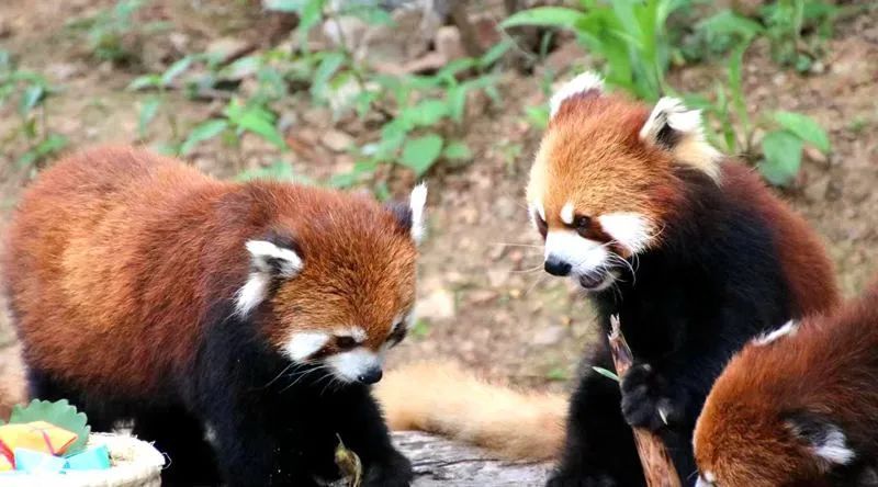 国庆去哪玩儿大连,大连国庆玩乐