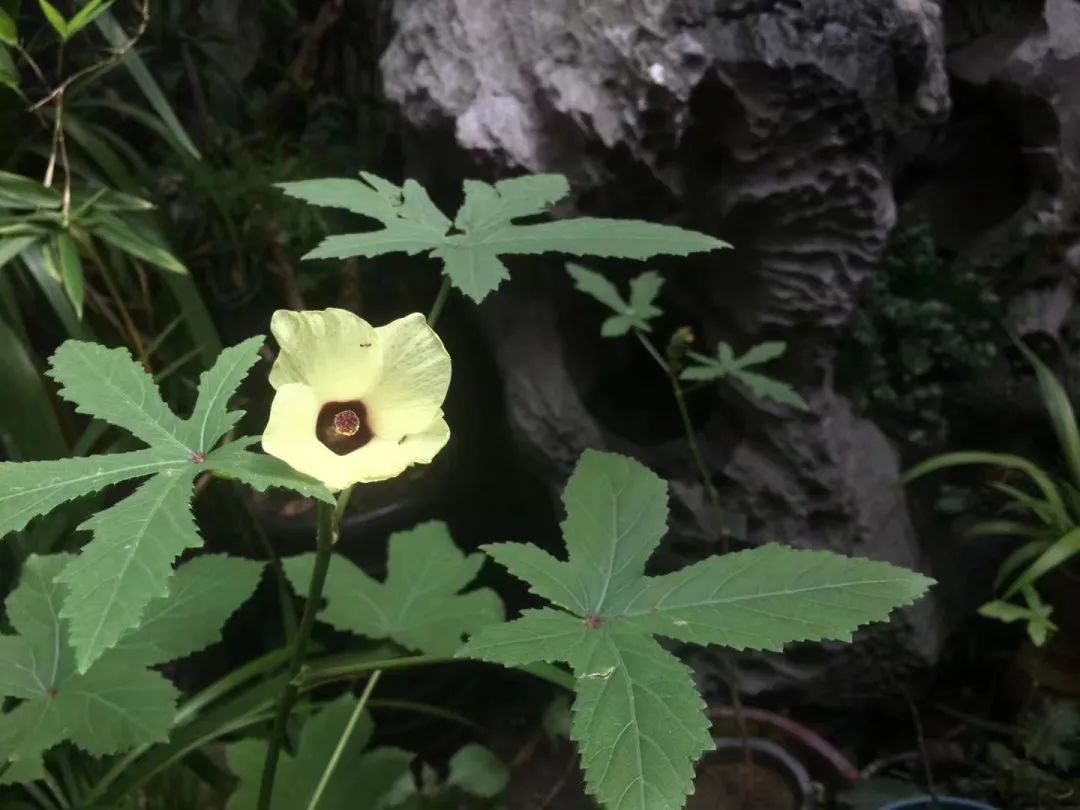 蜀葵属性,蜀葵生命力