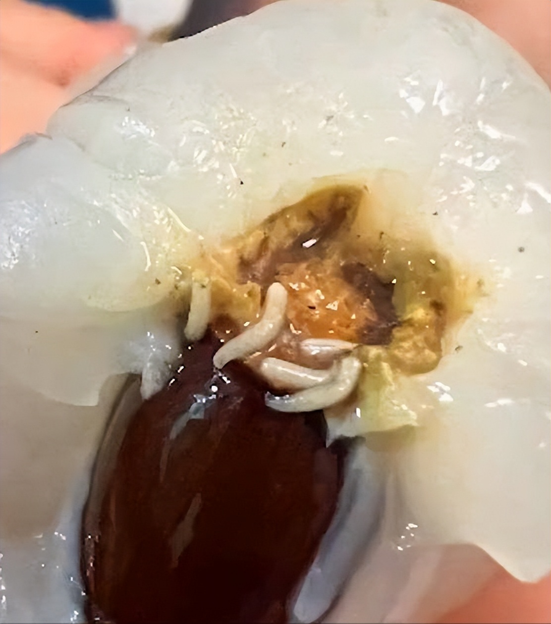 荔枝里面的虫子吃了对人体有害吗,现在胖东来荔枝还有没有虫子